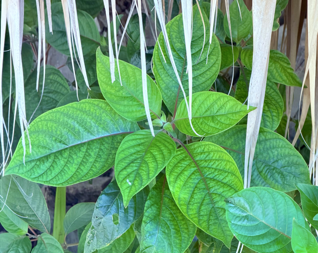 Plantas medicinales